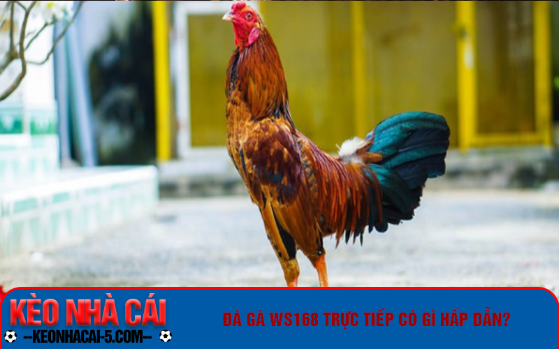 Đá Gà Ws168 - Giải Trí Đỉnh Cao, Kiếm Tiền Thả Ga 9 Đá gà trực tiếp tại WS168 là một trong những loại hình giải trí được nhiều người chơi yêu thích