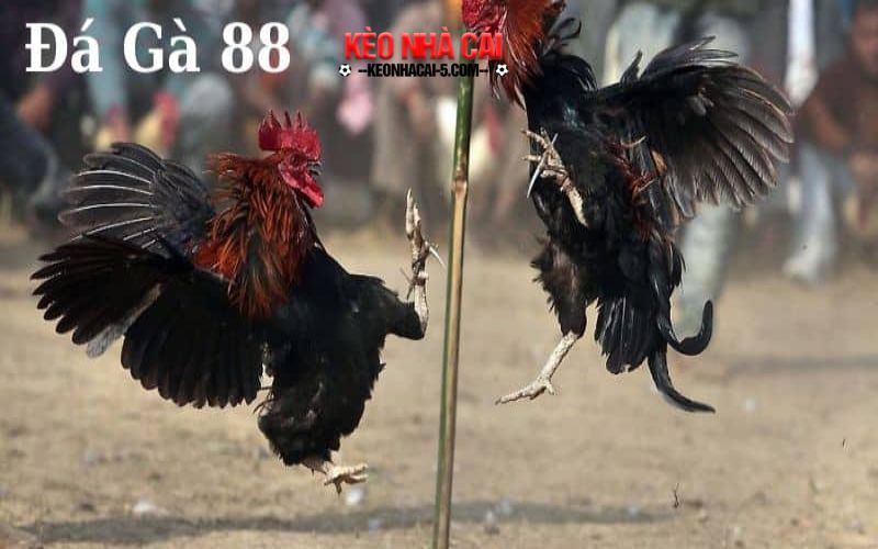 Da ga 88 - Kinh Nghiệm Đá Gà Hiệu Quả Nhất Năm 2024 6 Đặc điểm nổi bật của gà đá cựa sắt hay