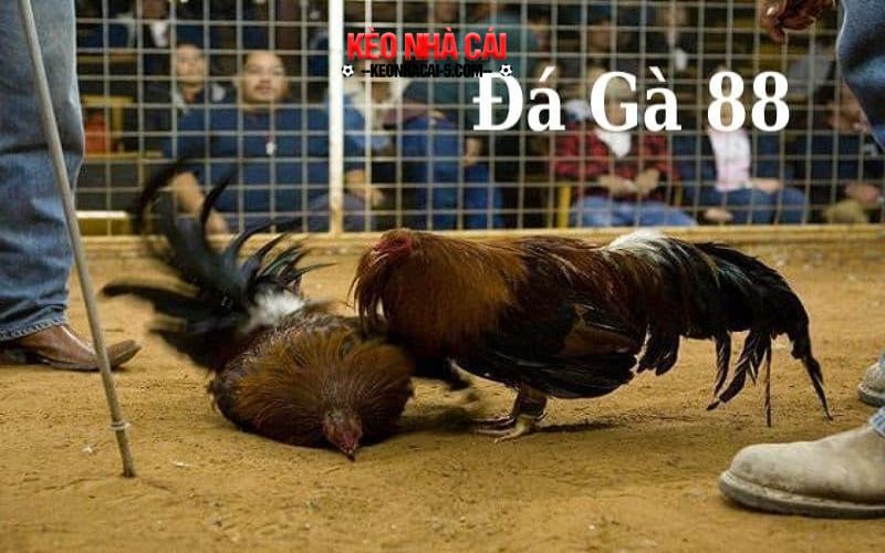 Da ga 88 - Kinh Nghiệm Đá Gà Hiệu Quả Nhất Năm 2024 7 Bí quyết sở hữu chiến kê cựa sắt thượng hạng