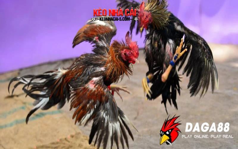 Da ga 88 - Kinh Nghiệm Đá Gà Hiệu Quả Nhất Năm 2024 5 Top giống gà đá cựa sắt tốt nhất thế giới