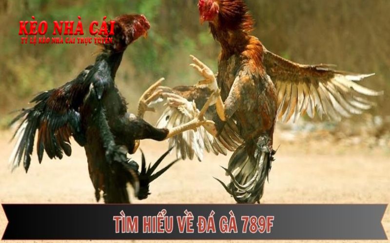 Đá Gà 789F Mang Đến Trải Nghiệm Cá Cược Độc Đáo 5 Tìm hiểu đá gà 789F