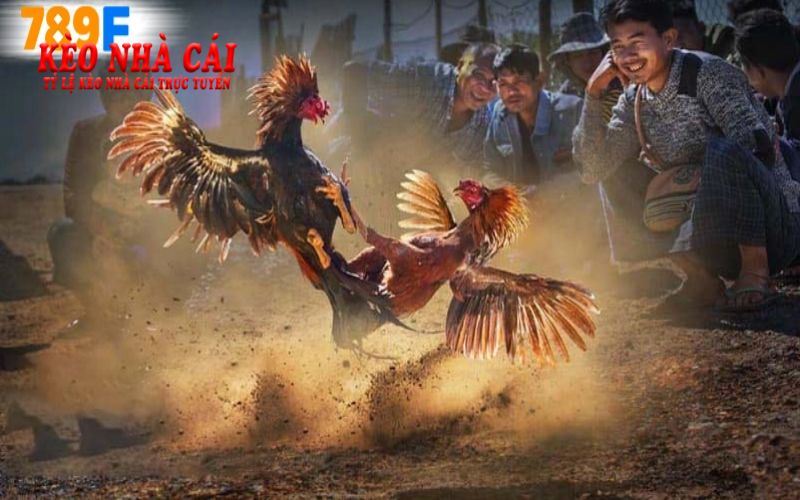 Đá Gà 789F Mang Đến Trải Nghiệm Cá Cược Độc Đáo 6 Cơ hội thắng lớn từ đá gà 789F