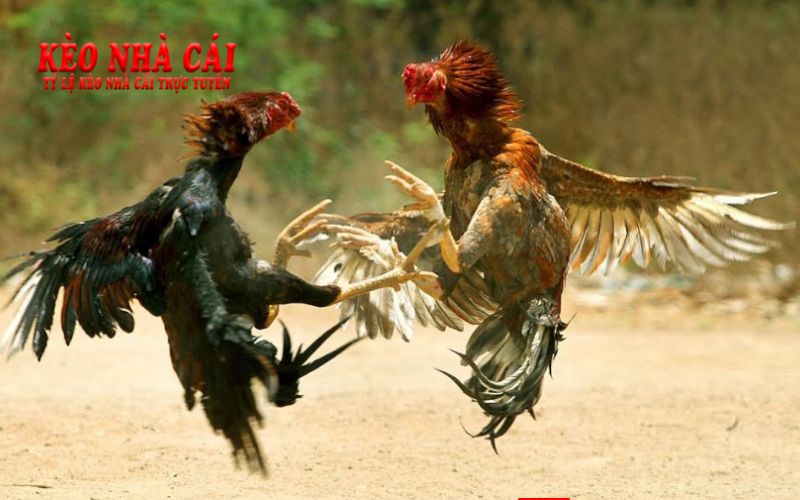 Đá Gà 789F Mang Đến Trải Nghiệm Cá Cược Độc Đáo 7 Tính công bằng và minh bạch của đá gà 789F
